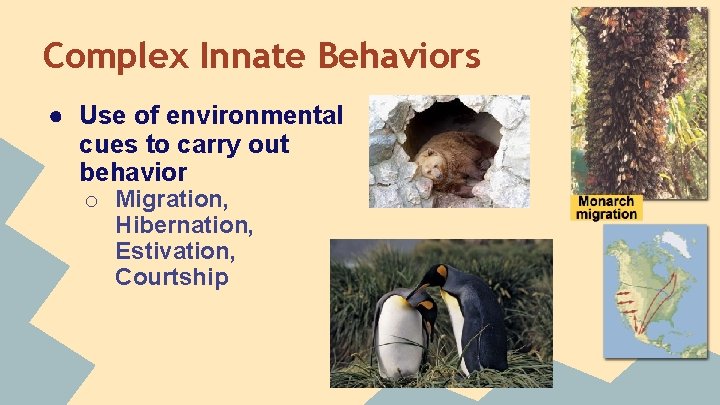 Complex Innate Behaviors ● Use of environmental cues to carry out behavior o Migration,