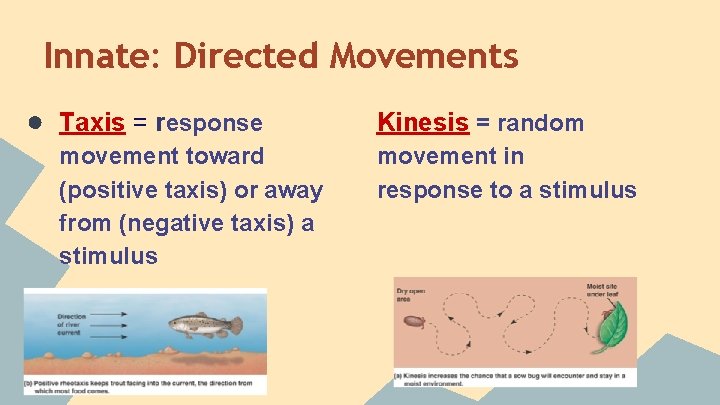 Innate: Directed Movements ● Taxis = response movement toward (positive taxis) or away from