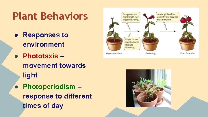 Plant Behaviors ● Responses to environment ● Phototaxis – movement towards light ● Photoperiodism