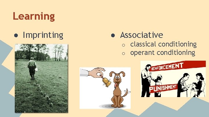 Learning ● Imprinting ● Associative o o classical conditioning operant conditioning 