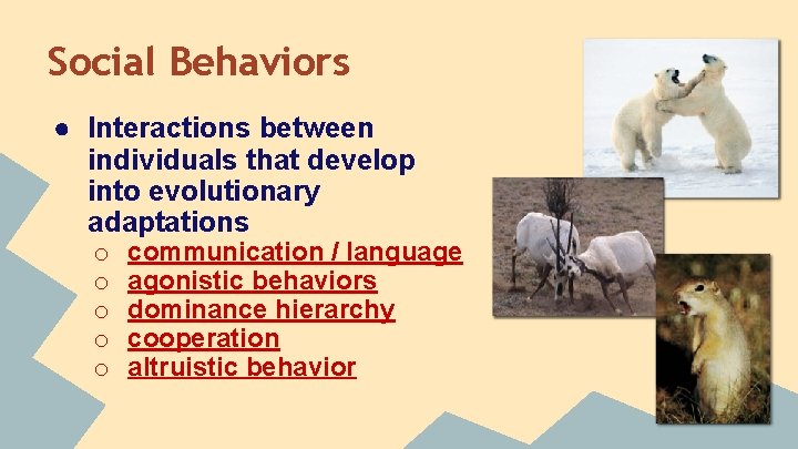 Social Behaviors ● Interactions between individuals that develop into evolutionary adaptations o o o