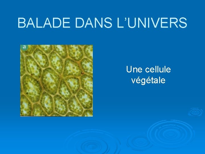 BALADE DANS L’UNIVERS Une cellule végétale 