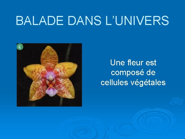 BALADE DANS L’UNIVERS Une fleur est composé de cellules végétales 