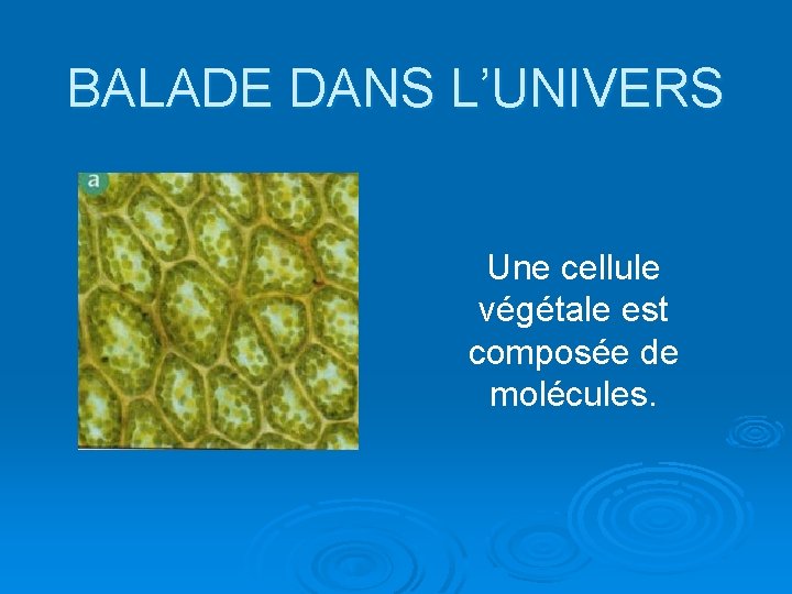 BALADE DANS L’UNIVERS Une cellule végétale est composée de molécules. 