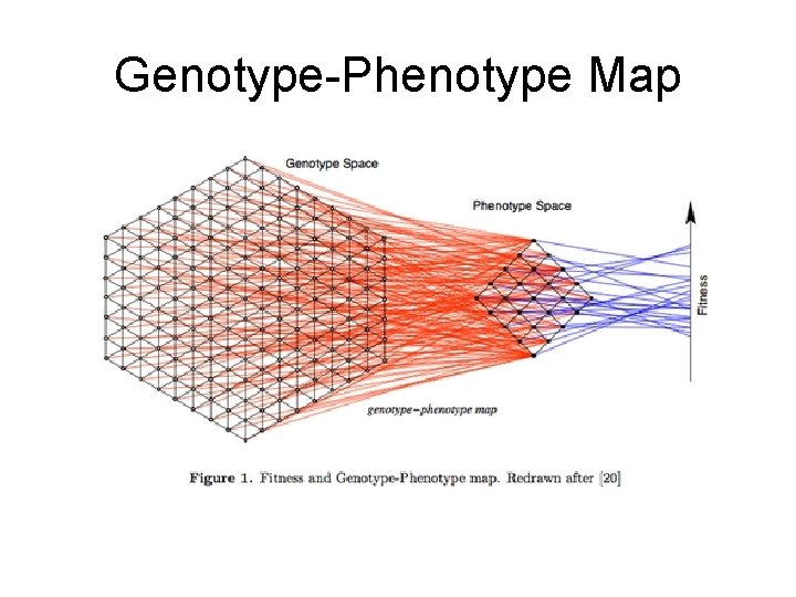Genotype-Phenotype Map 