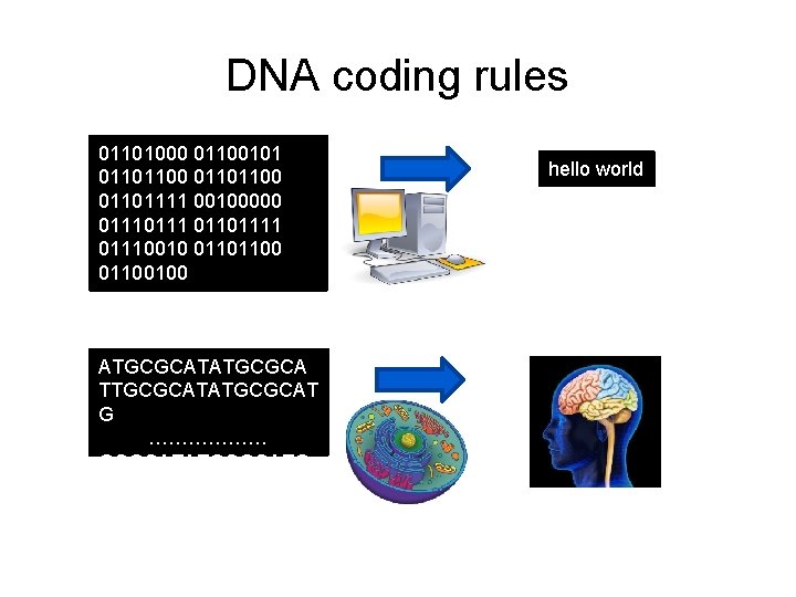 DNA coding rules 01101000 01100101 01101100 01101111 00100000 0111 01101111 01110010 01101100100 ATGCGCATATGCGCA TTGCGCATATGCGCAT