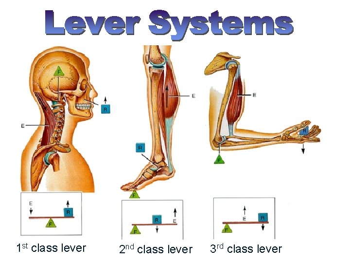 1 st class lever 2 nd class lever 3 rd class lever 