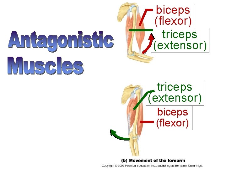 biceps (flexor) triceps (extensor) biceps (flexor) 