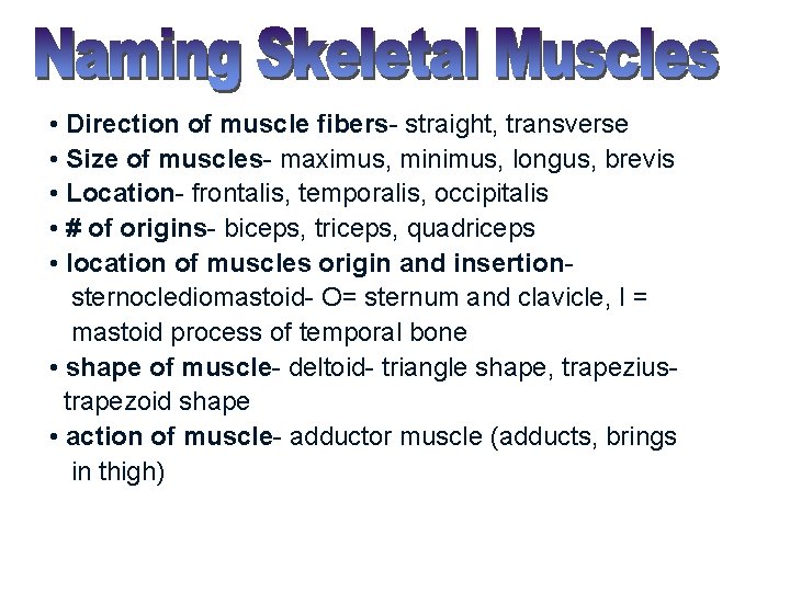  • Direction of muscle fibers- straight, transverse • Size of muscles- maximus, minimus,