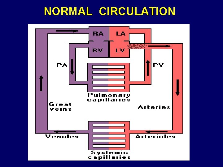 NORMAL CIRCULATION 