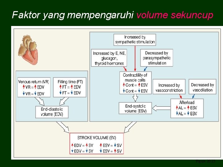 Faktor yang mempengaruhi volume sekuncup Figure 20. 23 