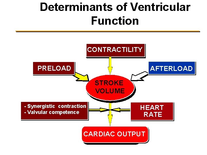 Determinants of Ventricular Function CONTRACTILITY PRELOAD AFTERLOAD STROKE VOLUME - Synergistic contraction - Valvular