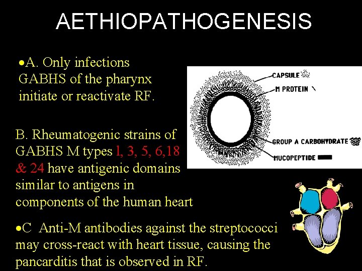 AETHIOPATHOGENESIS A. Only infections GABHS of the pharynx initiate or reactivate RF. B. Rheumatogenic