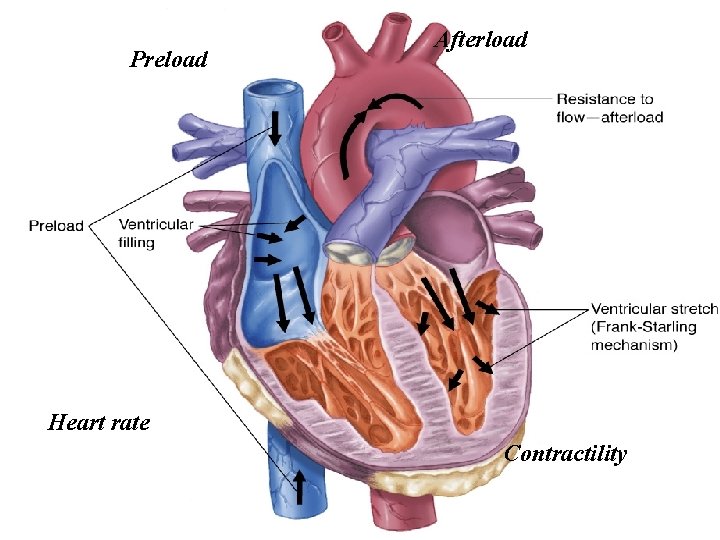 Preload Afterload Heart rate Contractility 