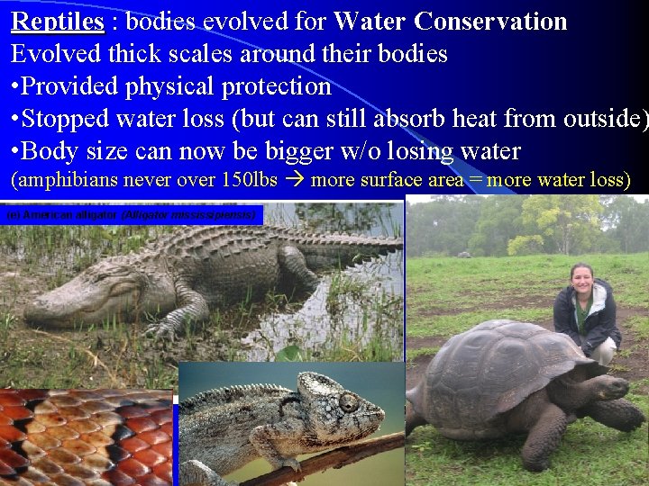Reptiles : bodies evolved for Water Conservation Evolved thick scales around their bodies •