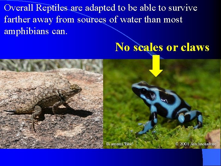 Overall Reptiles are adapted to be able to survive farther away from sources of