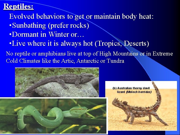Reptiles: Evolved behaviors to get or maintain body heat: • Sunbathing (prefer rocks) •