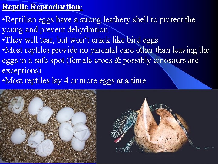 Reptile Reproduction: • Reptilian eggs have a strong leathery shell to protect the young
