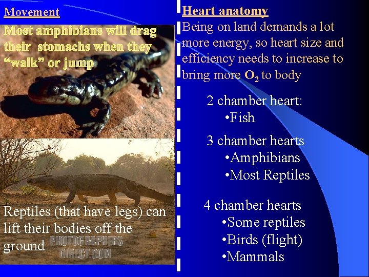 Movement Heart anatomy Being on land demands a lot more energy, so heart size