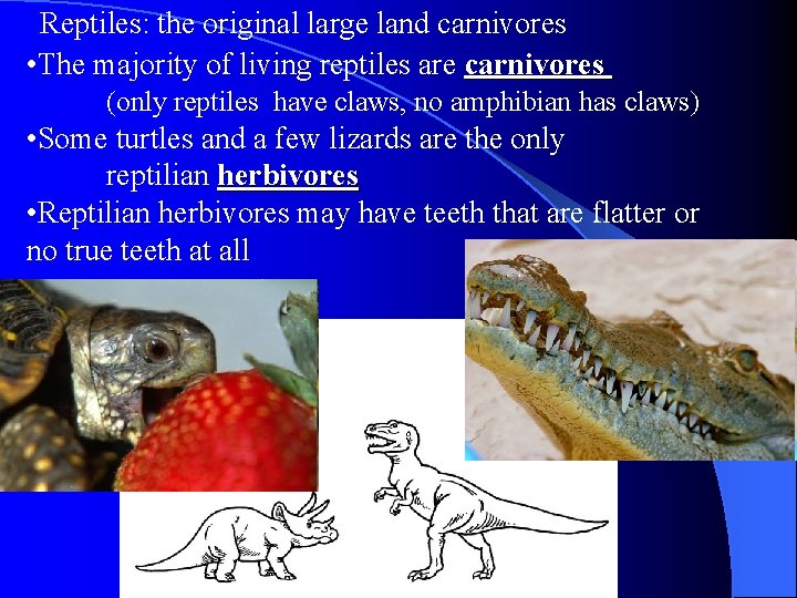 Reptiles: the original large land carnivores • The majority of living reptiles are carnivores