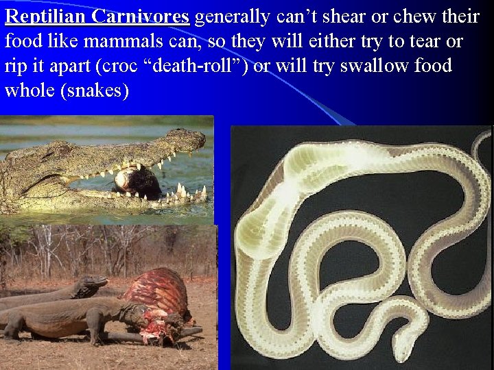 Reptilian Carnivores generally can’t shear or chew their food like mammals can, so they