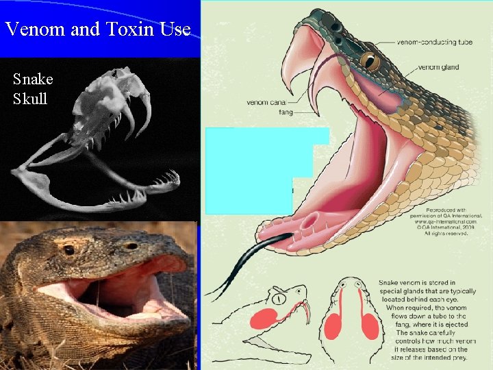 Venom and Toxin Use Snake Skull 