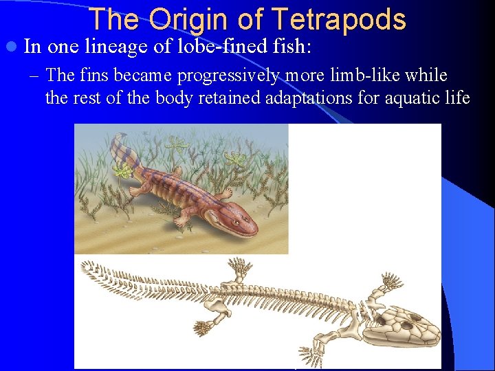 l In The Origin of Tetrapods one lineage of lobe-fined fish: – The fins