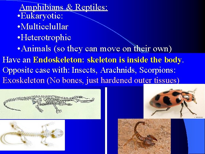 Amphibians & Reptiles: • Eukaryotic: • Multicelullar • Heterotrophic • Animals (so they can