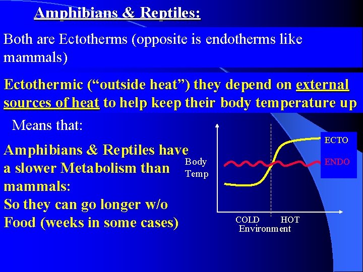 Amphibians & Reptiles: Both are Ectotherms (opposite is endotherms like mammals) Ectothermic (“outside heat”)
