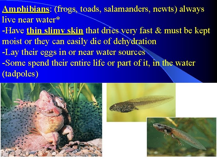 Amphibians: Amphibians (frogs, toads, salamanders, newts) always live near water* -Have thin slimy skin