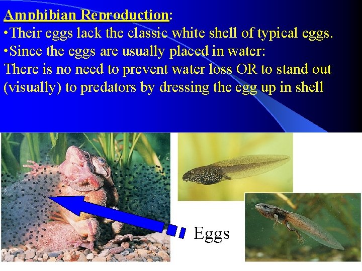 Amphibian Reproduction: Reproduction • Their eggs lack the classic white shell of typical eggs.