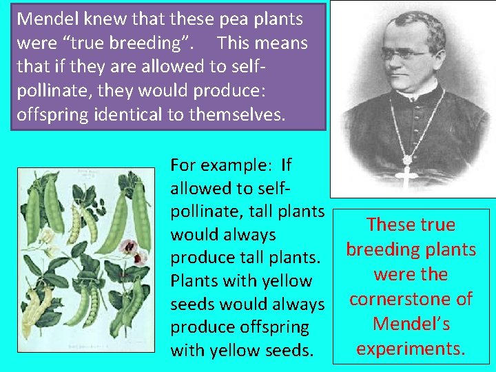 Mendel knew that these pea plants were “true breeding”. This means that if they