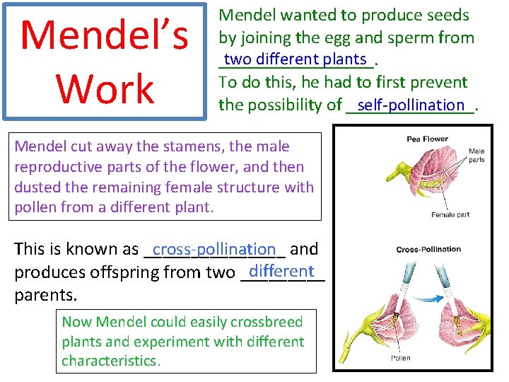 Mendel’s Work Mendel wanted to produce seeds by joining the egg and sperm from