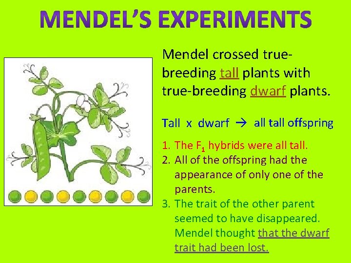 Mendel crossed truebreeding tall plants with true-breeding dwarf plants. Tall x dwarf all tall