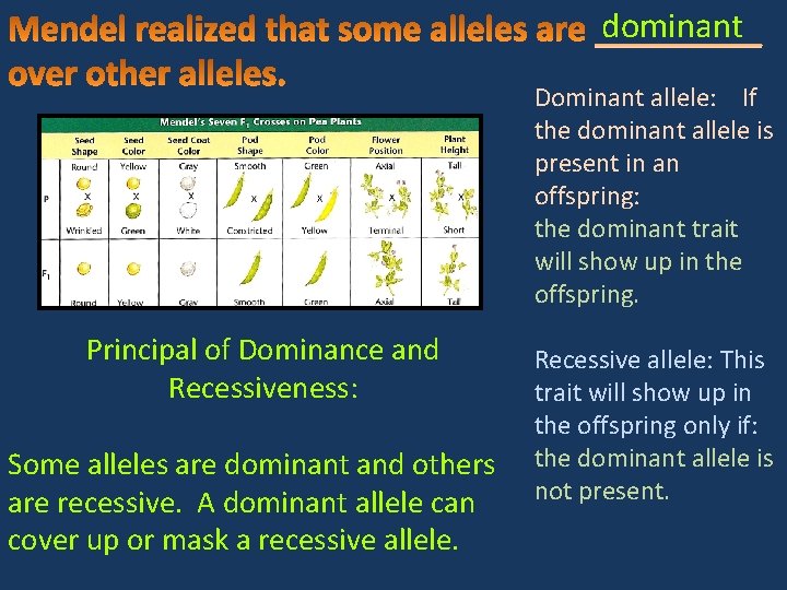 dominant Dominant allele: If the dominant allele is present in an offspring: the dominant