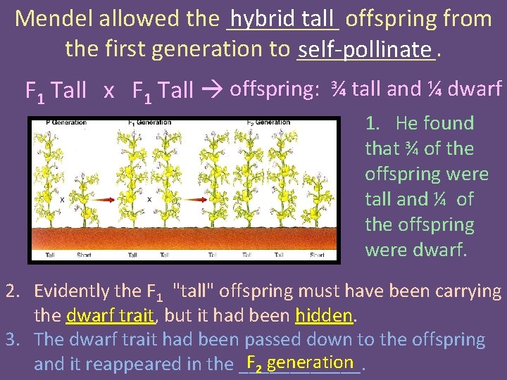 Mendel allowed the _____ offspring from hybrid tall the first generation to ______. self-pollinate
