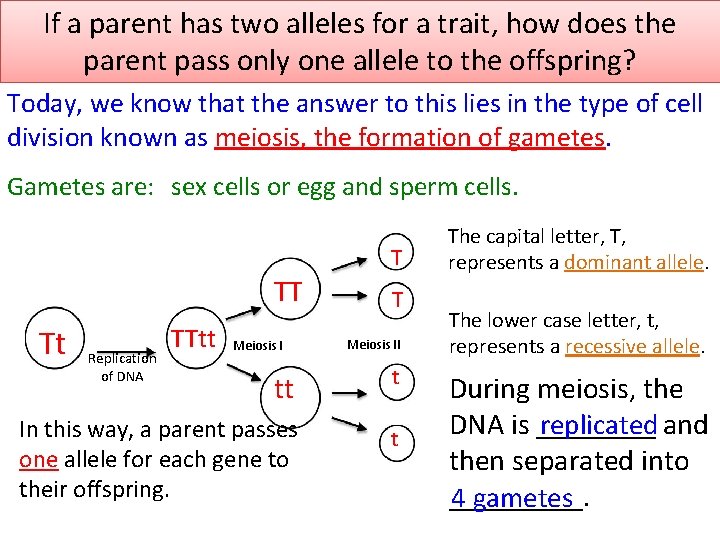 If a parent has two alleles for a trait, how does the parent pass