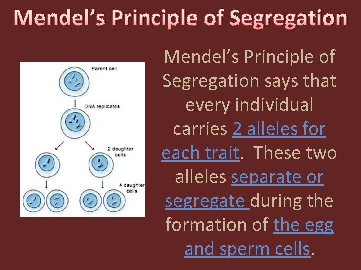 Mendel’s Principle of Segregation says that every individual carries 2 alleles for each trait.