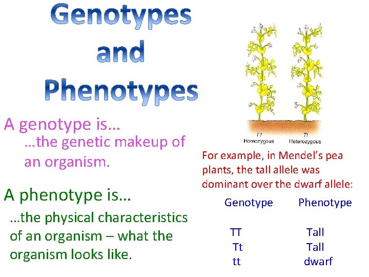 A genotype is… …the genetic makeup of an organism. A phenotype is… …the physical