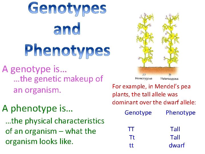 A genotype is… …the genetic makeup of an organism. A phenotype is… …the physical