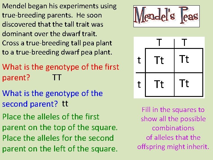 Mendel began his experiments using true-breeding parents. He soon discovered that the tall trait