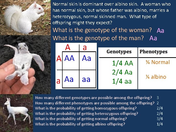 Normal skin is dominant over albino skin. A woman who has normal skin, but