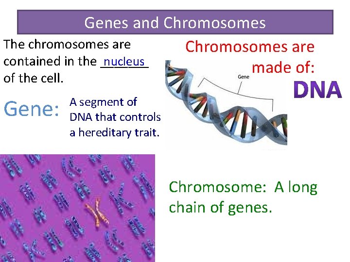 Genes and Chromosomes The chromosomes are Chromosomes are contained in the _______ nucleus made
