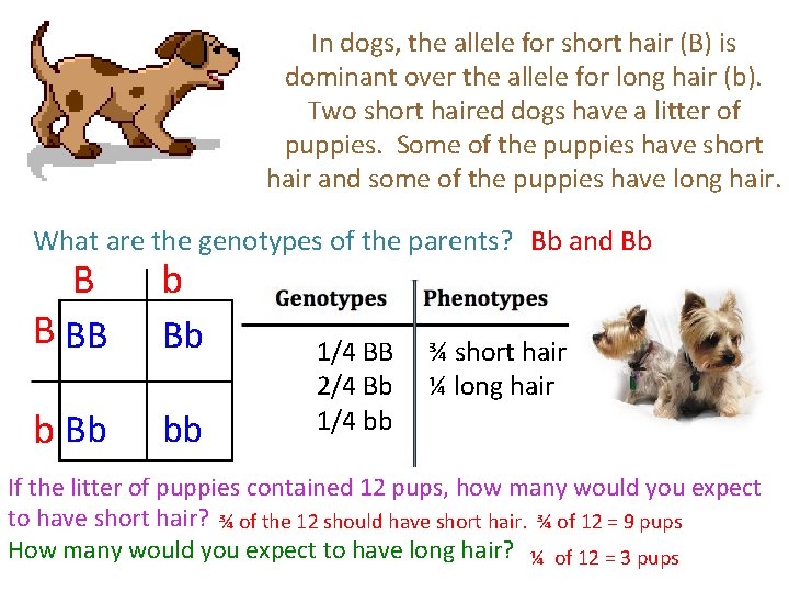 In dogs, the allele for short hair (B) is dominant over the allele for