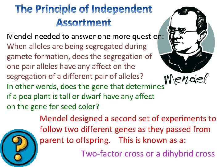 Mendel needed to answer one more question: When alleles are being segregated during gamete