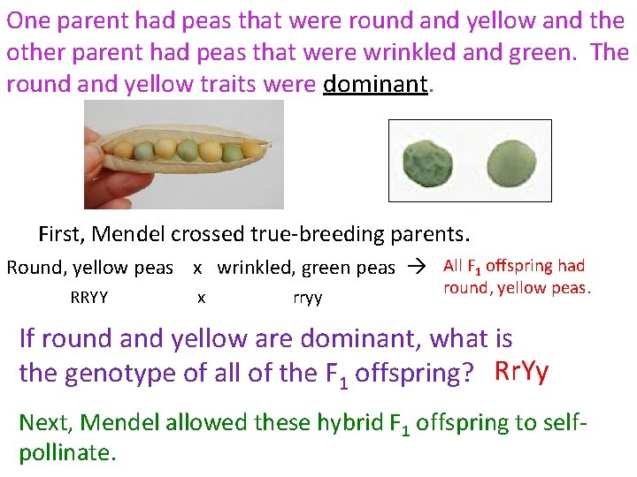 One parent had peas that were round and yellow and the other parent had