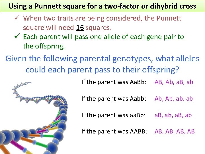 Using a Punnett square for a two-factor or dihybrid cross ü When two traits