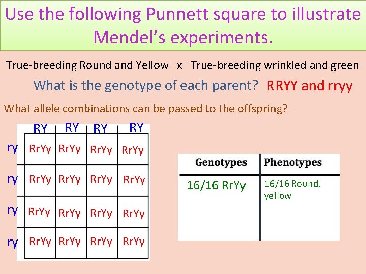 Use the following Punnett square to illustrate Mendel’s experiments. True-breeding Round and Yellow x
