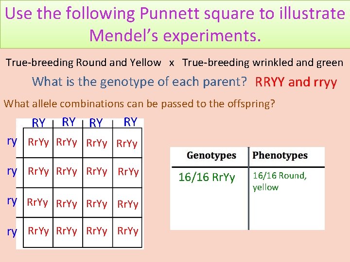 Use the following Punnett square to illustrate Mendel’s experiments. True-breeding Round and Yellow x