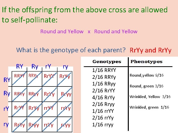 If the offspring from the above cross are allowed to self-pollinate: Round and Yellow